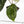 Anthurium Black Widow '43' x Zara '14' by DocBlock® (wk18-D)