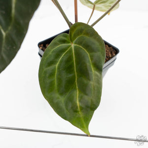 Anthurium Black Widow '43' x Zara '14' by DocBlock® (wk18-D)