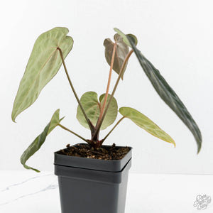 Anthurium Black Widow '43' x Zara '14' by DocBlock® (wk18-D)