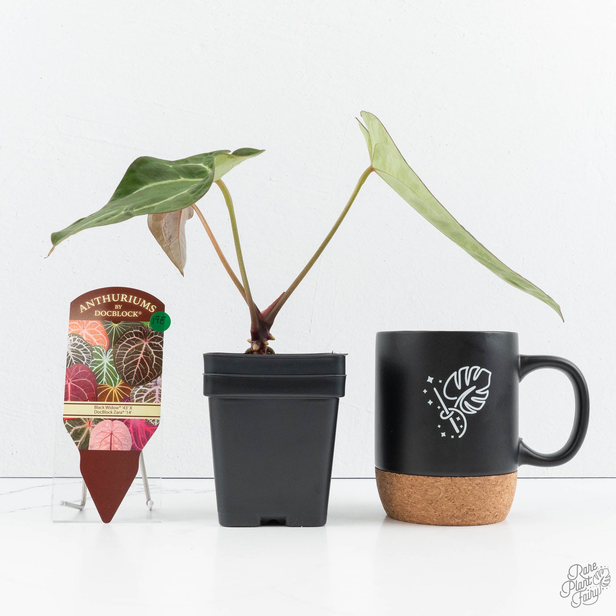 Anthurium Black Widow '43' x Zara '14' by DocBlock® (wk19-E