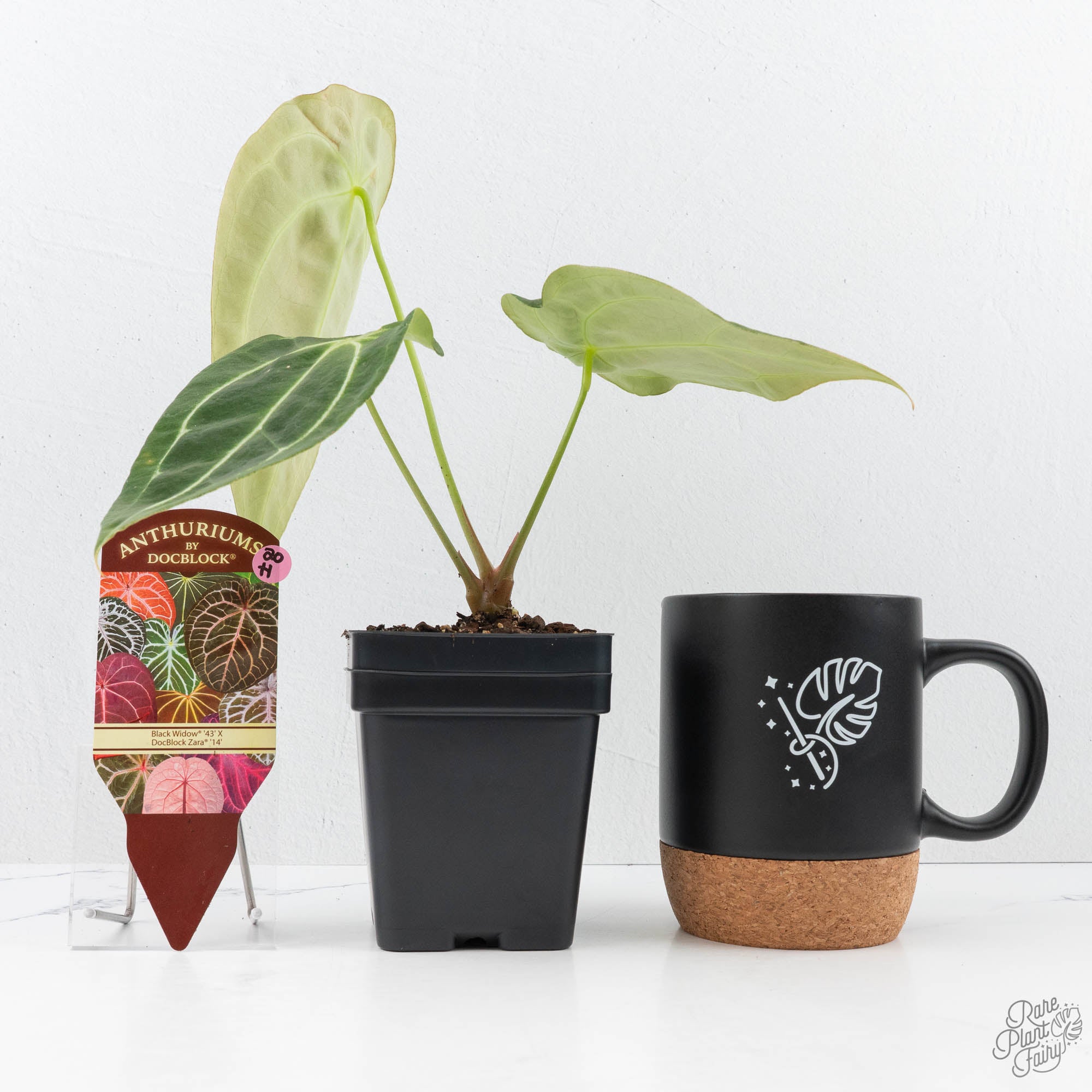 Anthurium Black Widow '43' x Zara '14' by DocBlock® (wk20-H