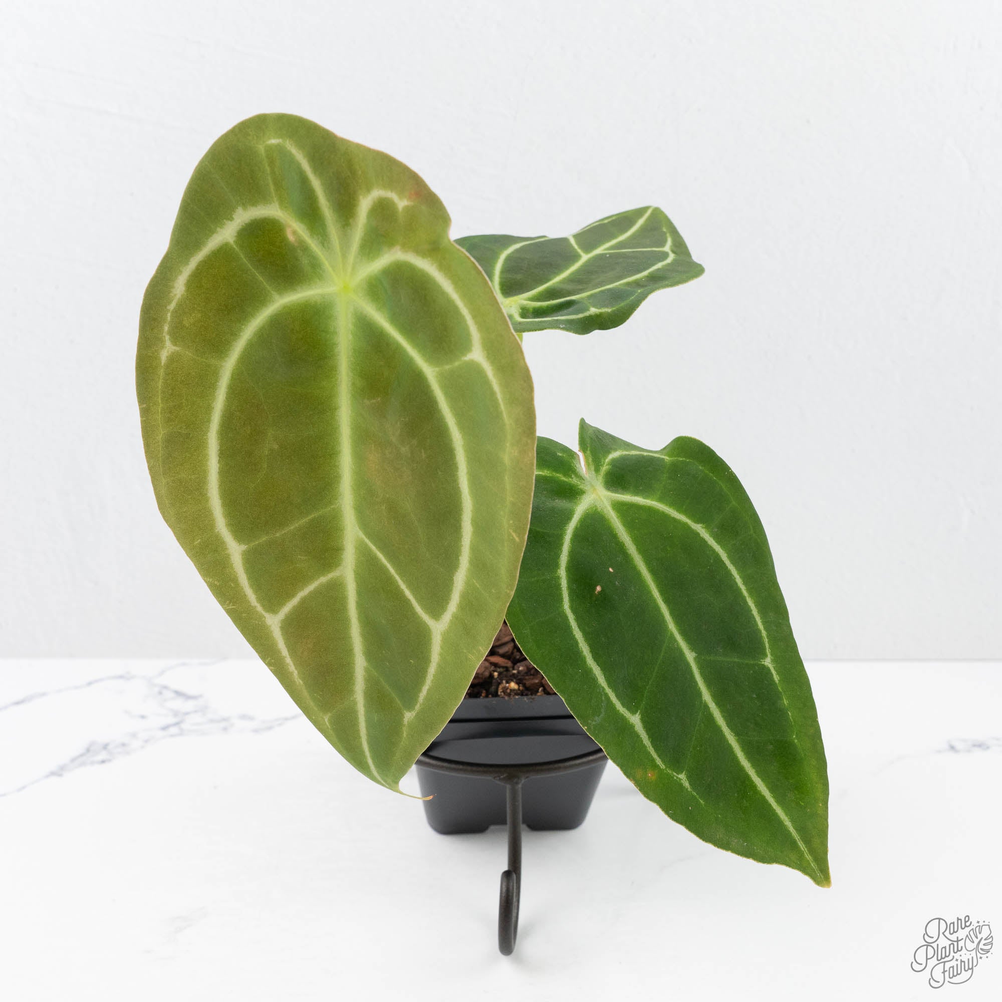 Anthurium Black Widow '43' x Zara '14' by DocBlock® (wk20-H