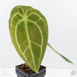 Anthurium Black Widow '43' x Zara '14' by DocBlock® (wk20-H) - Fused Sinus