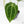 Anthurium Black Widow '43' x Zara '14' by DocBlock® (wk20-H) - Fused Sinus