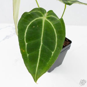 Anthurium Black Widow '43' x Zara '14' by DocBlock® (wk20-H) - Fused Sinus