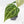 Anthurium Black Widow '43' x Zara '14' by DocBlock® (wk20-H) - Fused Sinus