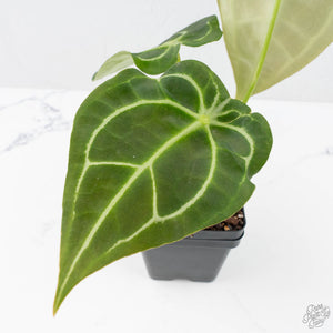 Anthurium Black Widow '43' x Zara '14' by DocBlock® (wk20-H) - Fused Sinus