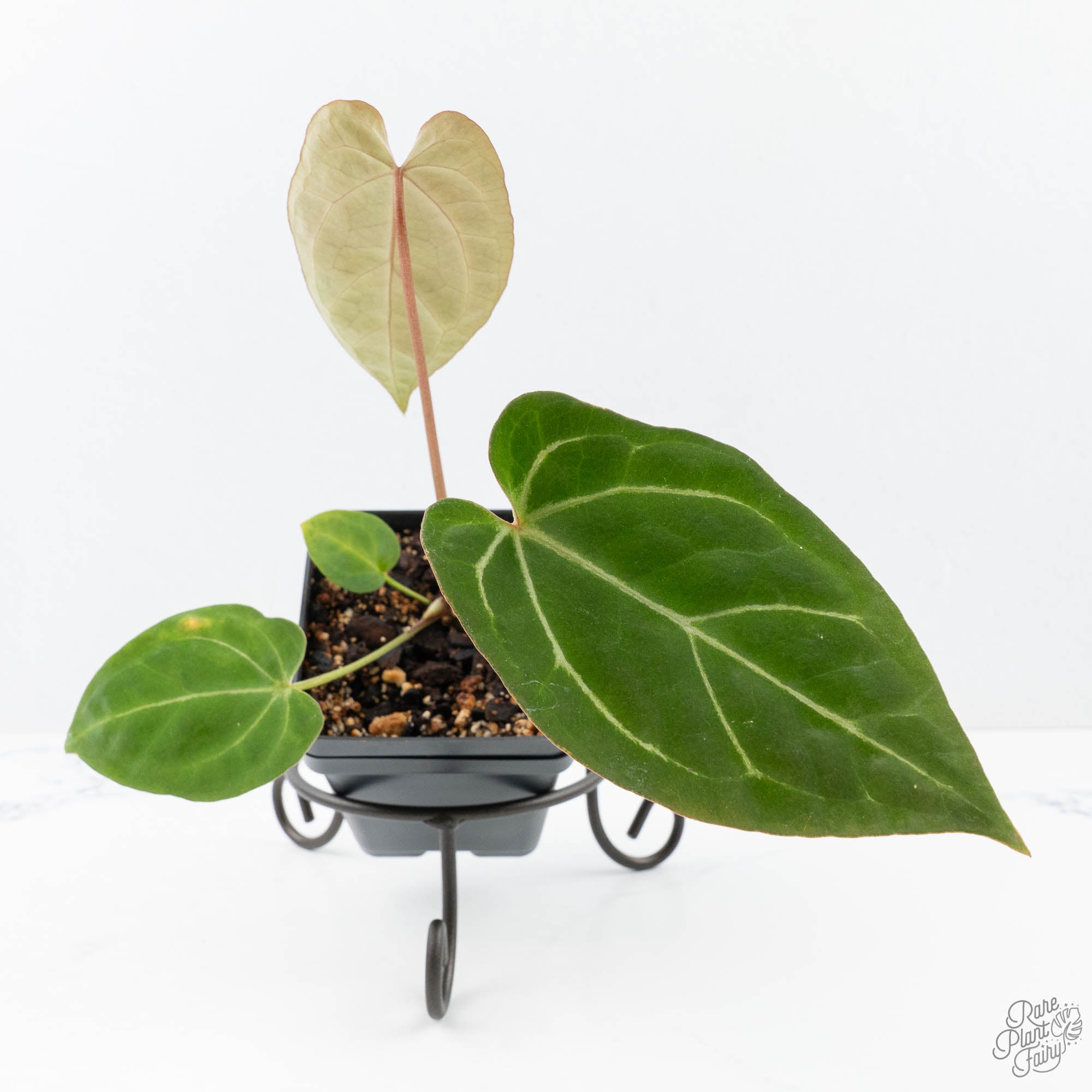 Anthurium Black Widow '43' x Zara '14' by DocBlock® (wk21-A