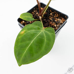 Anthurium Black Widow '43' x Zara '14' by DocBlock® (wk21-A)