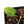 Anthurium Black Widow '43' x Zara '14' by DocBlock® (wk21-A)