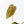 Anthurium Black Widow '43' x Zara '14' by DocBlock® (wk21-C)