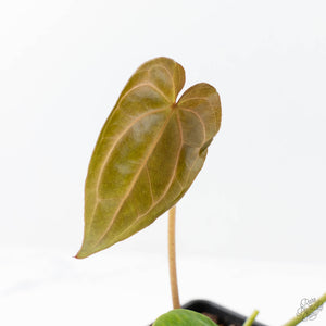 Anthurium Black Widow '43' x Zara '14' by DocBlock® (wk21-C)