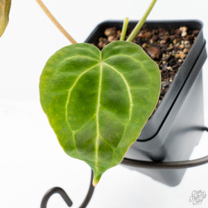 Anthurium Black Widow '43' x Zara '14' by DocBlock® (wk21-C)