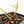 Anthurium Black Widow '43' x Zara '14' by DocBlock® (wk21-C)
