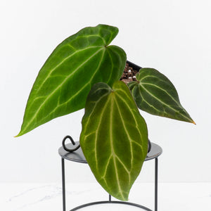 Anthurium Black Widow '43' x Zara '14' by DocBlock® (wk31-B)