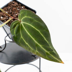 Anthurium Black Widow '43' x Zara '14' by DocBlock® (wk31-B)