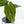 Anthurium Black Widow '43' x Zara '14' by DocBlock® (wk31-B)