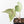 Anthurium Black Widow '43' x Zara '14' by DocBlock® (wk31-B)