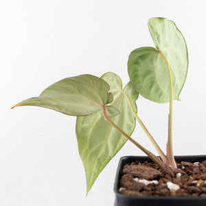 Anthurium Black Widow '43' x Zara '14' by DocBlock® (wk31-B)