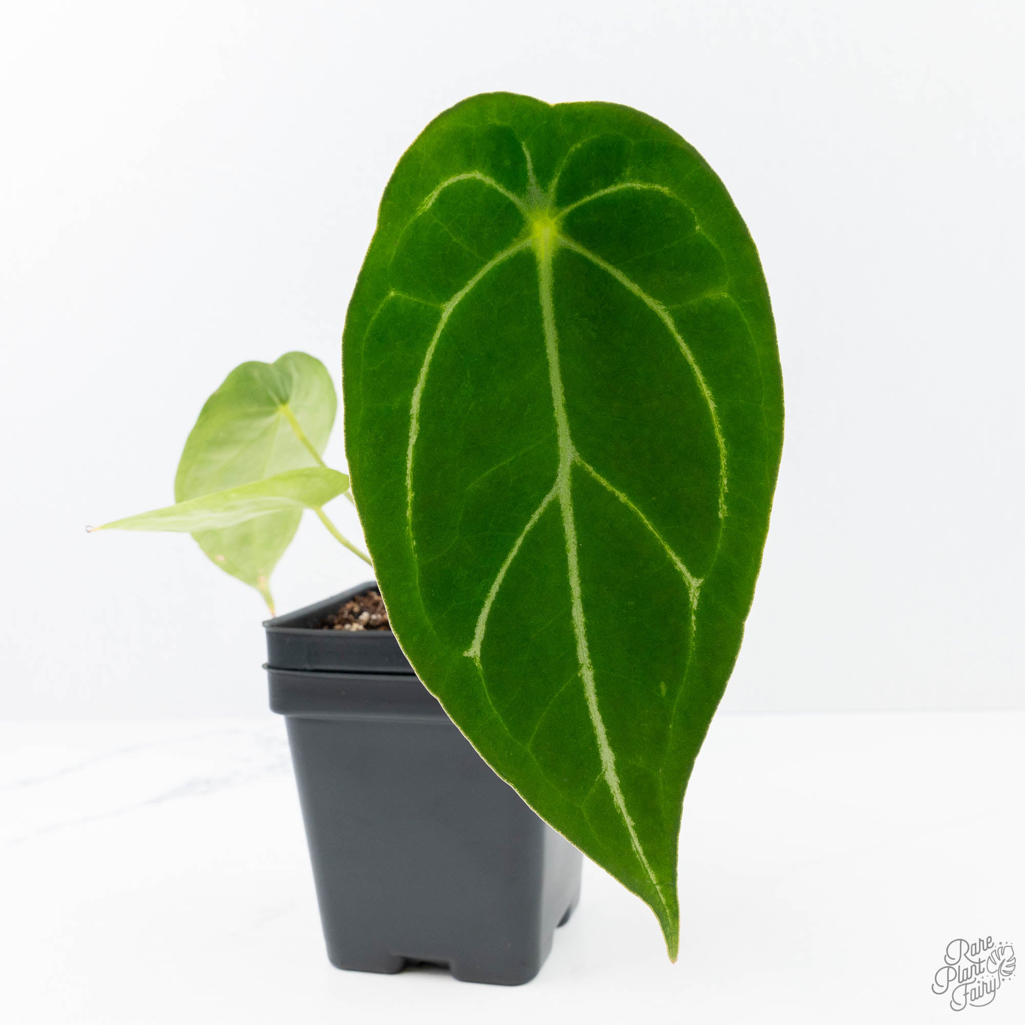 Anthurium Black Widow '43' x Zara '14' by DocBlock® (wk21-B