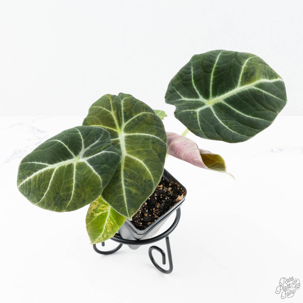 Alocasia 'Black Velvet' Aurea Gold variegated *Grower's Choice* – Rare Plant  Fairy