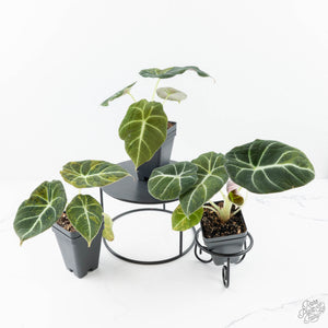 Alocasia 'Black Velvet' Aurea Gold variegated *Grower's Choice*