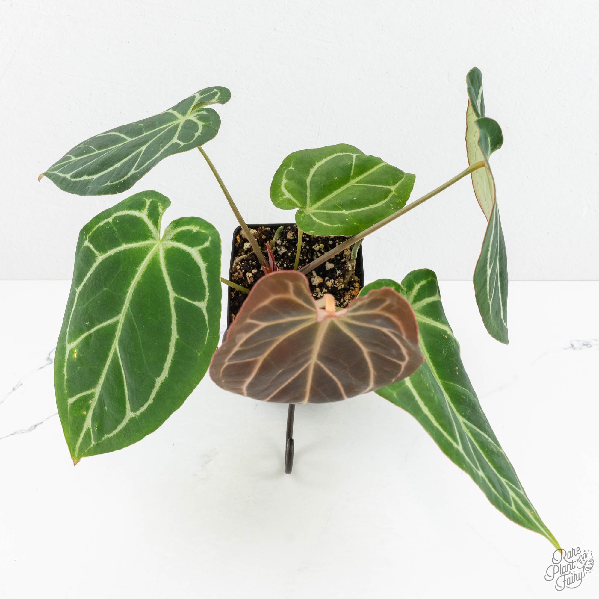 Anthurium Briëlle '16' x Black Widow '13' by DocBlock® (wk18-O