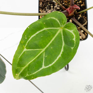 Anthurium Briëlle '16' x Black Widow '13' by DocBlock®  (wk18-O)