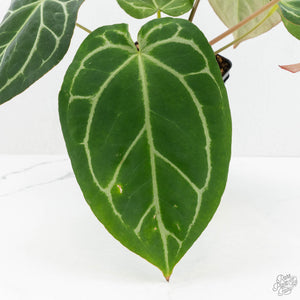 Anthurium Briëlle '16' x Black Widow '13' by DocBlock®  (wk18-O)