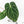 Anthurium Briëlle '16' x Black Widow '13' by DocBlock®  (wk18-O)