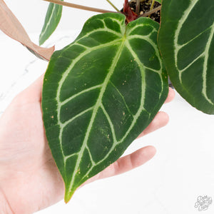 Anthurium Briëlle '16' x Black Widow '13' by DocBlock®  (wk18-O)