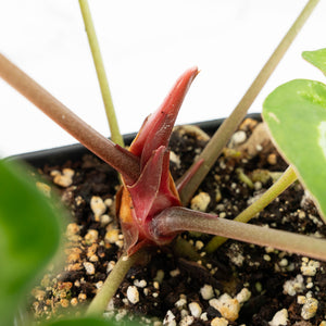 Anthurium Briëlle '16' x Black Widow '13' by DocBlock®  (wk18-O)