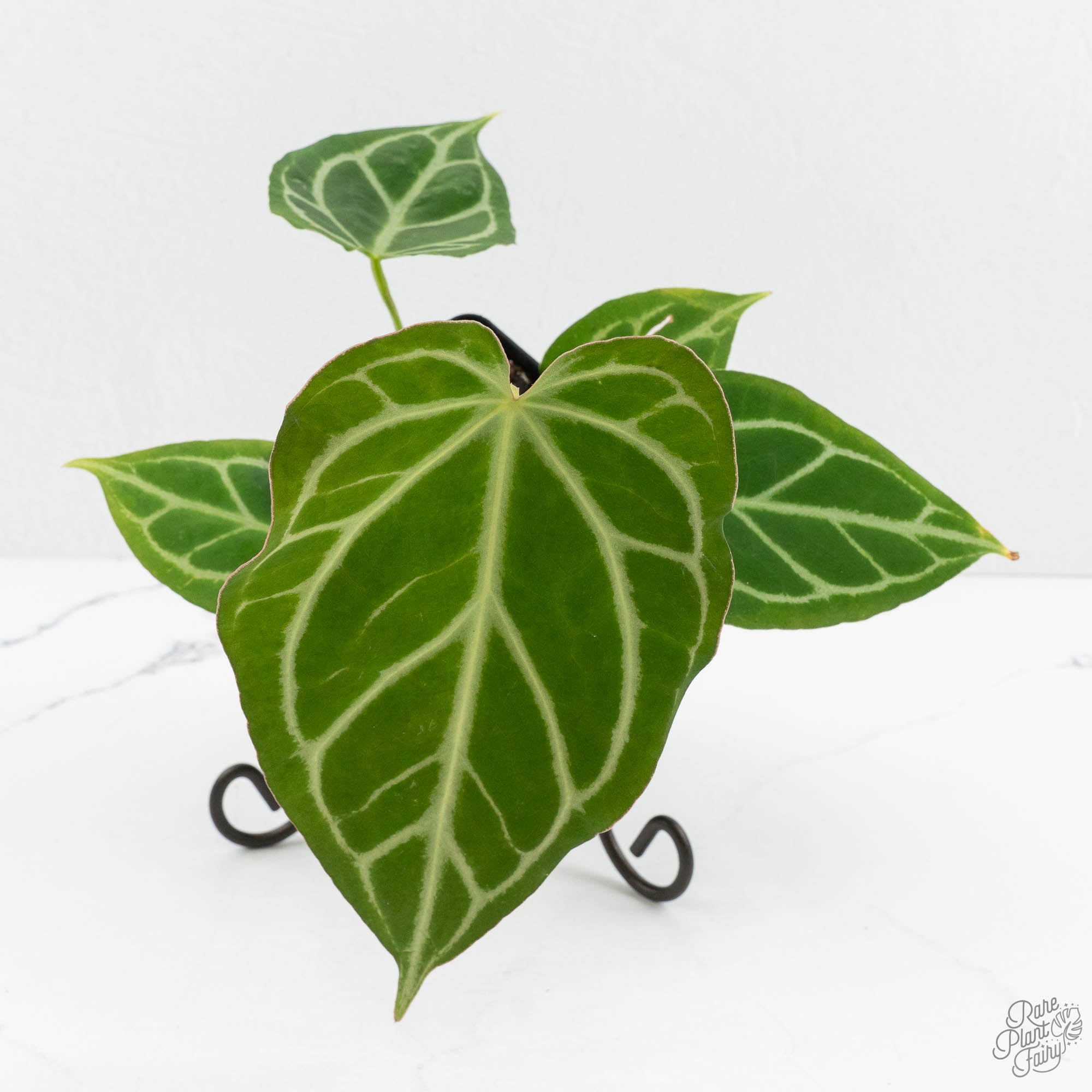 black widow anthurium Anthurium Briëlle '16' x Black Widow '13' by DocBlock (wk18-W)