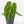 Anthurium Briëlle '16' x Black Widow '13' by DocBlock®  (wk18-W)