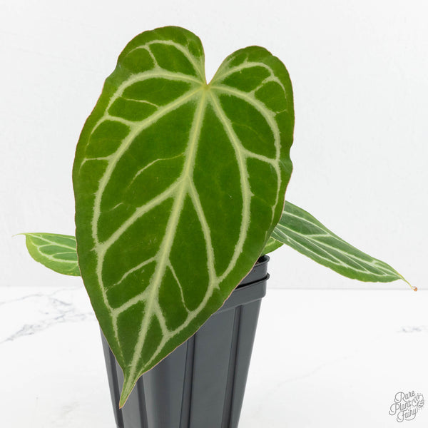 Anthurium Briëlle '16' x Black Widow '13' by DocBlock (wk18-W)