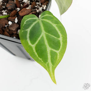 Anthurium Briëlle '16' x Black Widow '13' by DocBlock®  (wk18-W)