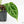 Anthurium Briëlle '16' x Black Widow '13' by DocBlock®  (wk18-W)