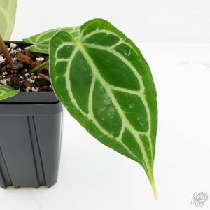 Anthurium Briëlle '16' x Black Widow '13' by DocBlock®  (wk18-W)