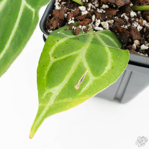 Anthurium Briëlle '16' x Black Widow '13' by DocBlock®  (wk18-W)