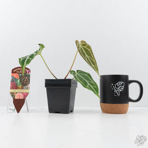 Anthurium Briëlle '16' x Black Widow '13' by DocBlock®  (wk20-B)