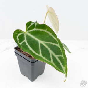Anthurium Briëlle '16' x Black Widow '13' by DocBlock®  (wk20-B)