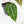 Anthurium Briëlle '16' x Black Widow '13' by DocBlock®  (wk20-B)