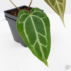 Anthurium Briëlle '16' x Black Widow '13' by DocBlock®  (wk20-B)