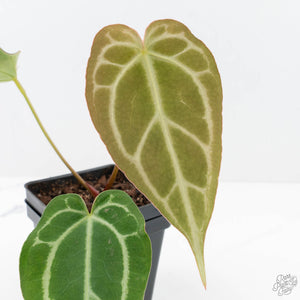 anthurium for sale toronto Anthurium Briëlle '16' x Black Widow '13' by DocBlock® (wk20-B)