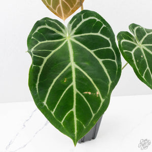 Anthurium Briëlle '16' x Black Widow '13' by DocBlock®  (wk29-E)