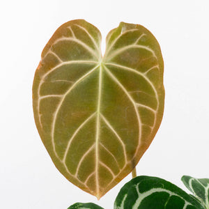 Anthurium Briëlle '16' x Black Widow '13' by DocBlock®  (wk29-E)