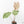 Anthurium Briëlle '16' x Black Widow '13' by DocBlock®  (wk29-E)