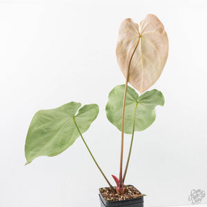 Anthurium Briëlle '16' x Black Widow '13' by DocBlock®  (wk29-E)