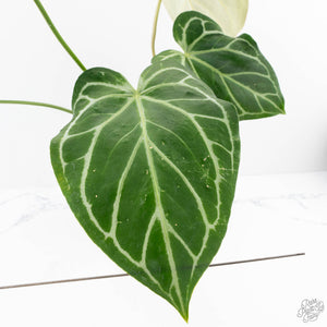 Anthurium DocBlock Briëlle '16' x Lynette '18' by DocBlock® (wk28-C)