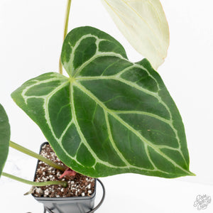 Anthurium DocBlock Briëlle '16' x Lynette '18' by DocBlock® (wk28-C)